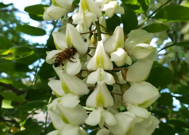 Conosciamo le erbe, i fiori e le piante.